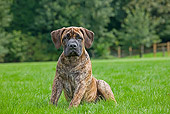 PUP 45 JS0003 01
Boerboel Puppy Sitting On Grass