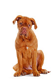 PUP 45 PE0001 01
Dogue De Bordeaux Puppy Sitting On White Seamless