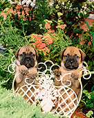 PUP 45 CE0002 01
Two Bullmastiff Puppies Sitting In White Planter In Garden