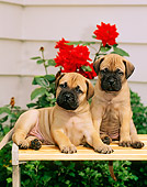 PUP 45 CE0003 01
Two Bullmastiff Puppies Sitting On Wooden Bench By Red Flowers
