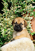 PUP 45 CE0004 01
Bullmastiff Puppy Sitting Behind Rock By Shrub
