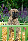 PUP 45 CE0005 01
Bullmastiff Puppy Sitting On Hay In Cart