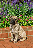 PUP 45 CE0006 01
Bullmastiff Puppy Sitting On Brick Patio By Flowers