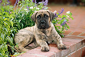 PUP 45 CE0007 01
Bullmastiff Puppy Laying In Brick Planter By Flowers