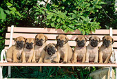PUP 45 CE0008 01
Eight Bullmastiff Puppies Sitting On Bench By Tree