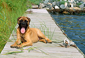 PUP 45 CE0009 01
Bullmastiff Puppy Laying On Dock By Reeds