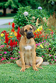 PUP 45 CE0010 01
Boerboel Puppy Sitting On Grass By Flower Garden