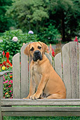 PUP 45 CE0011 01
Boerboel Puppy Sitting On Wooden Bench By Garden
