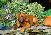 PUP 45 CE0012 01
Dogue de Bordeaux Puppy Laying On Stone Wall By Flowers And Shrubs