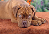 PUP 45 RC0001 01
Bullmastiff Puppy Laying On Carpet Resting Head On Paws
