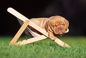 PUP 45 SS0001 01
Dogue de Bordeaux Puppy Sleeping On Chair On Grass