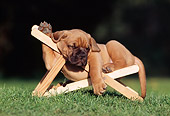 PUP 45 SS0002 01
Dogue de Bordeaux Puppy Sleeping On Chair On Grass