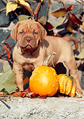 PUP 45 SS0003 01
Dogue de Bordeaux Puppy Standing On Cement By Gourds And Leaves