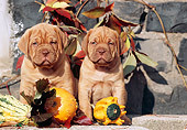 PUP 45 SS0004 01
Two Dogue de Bordeaux Puppies Sitting On Cement By Gourds And Leaves