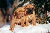 PUP 45 SS0005 01
Two Dogue de Bordeaux Puppies Sitting On Snow