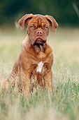 PUP 45 SS0006 01
Dogue de Bordeaux Puppies Sitting In Grass