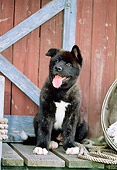 PUP 46 CE0001 01
Akita Puppy Sitting On Dock By Cabin Door