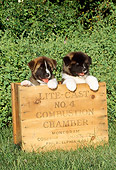 PUP 46 CE0003 01
Two Akita Puppies Sitting In Wooden Box On Grass