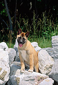 PUP 46 CE0005 01
Akita Puppy Standing On Rocks By Trees