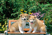 PUP 46 CE0007 01
Two Akita Puppies Sitting On Bench By Flowers And Shrubs