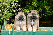 PUP 47 CE0001 01
Two Keeshond Puppies Standing On Hay In Wagon