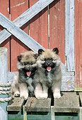 PUP 47 CE0003 01
Two Keeshond Puppies Sitting On Dock By Boathouse