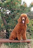 PUP 48 CE0009 01
Standard Poodle Puppy Sitting On Bench In Forest