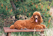 PUP 48 CE0010 01
Standard Poodle Puppy Laying On Bench In Forest
