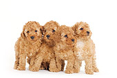 PUP 48 JE0001 01
Apricot Toy Poodle Puppies Standing On White Seamless