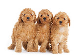 PUP 48 JE0002 01
Apricot Toy Poodle Puppies Standing On White Seamless