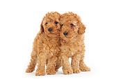 PUP 48 JE0003 01
Apricot Toy Poodle Puppies Standing On White Seamless