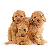 PUP 48 JE0004 01
Apricot Toy Poodle Puppies Sitting On White Seamless
