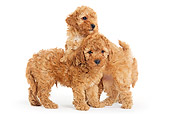 PUP 48 JE0005 01
Apricot Toy Poodle Puppies Standing On White Seamless