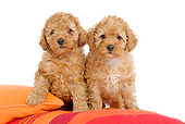 PUP 48 JE0006 01
Apricot Toy Poodle Puppies Sitting On Pillows On White Seamless