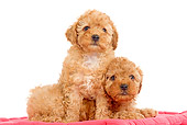 PUP 48 JE0007 01
Apricot Toy Poodle Puppies Sitting On Red Blanket On White Seamless