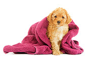 PUP 48 JE0009 01
Apricot Toy Poodle Puppy Sitting Under Magenta Towel On White Seamless