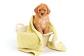 PUP 48 JE0010 01
Apricot Toy Poodle Puppy In Laundry Basket Under Yellow Towel On White Seamless