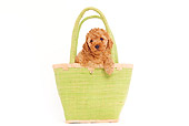 PUP 48 JE0011 01
Apricot Toy Poodle Puppy In Green Purse On White Seamless