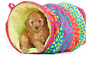 PUP 48 JE0012 01
Apricot Toy Poodle Puppy Sitting In Colorful Tunnel On White Seamless