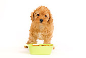 PUP 48 JE0013 01
Apricot Toy Poodle Puppy Standing By Food Bowl On White Seamless