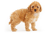 PUP 48 JE0014 01
Apricot Toy Poodle Puppy Standing On White Seamless