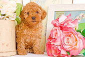 PUP 48 JE0015 01
Apricot Toy Poodle Puppy Sitting By Roses