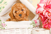 PUP 48 JE0016 01
Apricot Toy Poodle Puppy Sitting In White Basket By Roses