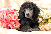 PUP 48 JE0017 01
Silver Toy Poodle Puppy Laying By Roses