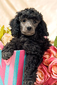 PUP 48 JE0018 01
Silver Toy Poodle Puppy Sitting In Pink And Blue Purse By Roses