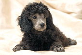 PUP 48 JE0019 01
Silver Toy Poodle Puppy Laying On Sheet