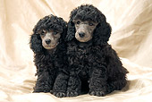 PUP 48 JE0020 01
Silver Toy Poodle Puppies Sitting On Sheet