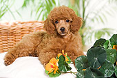 PUP 48 JE0021 01
Standard Poodle Puppy Laying On Pillow By Orange Flowers