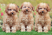 PUP 48 JE0022 01
Three Apricot Poodle Puppies Sitting On Grass In Garden