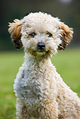 PUP 48 JS0001 01
Portrait Of Poodle Puppy Sitting On Grass